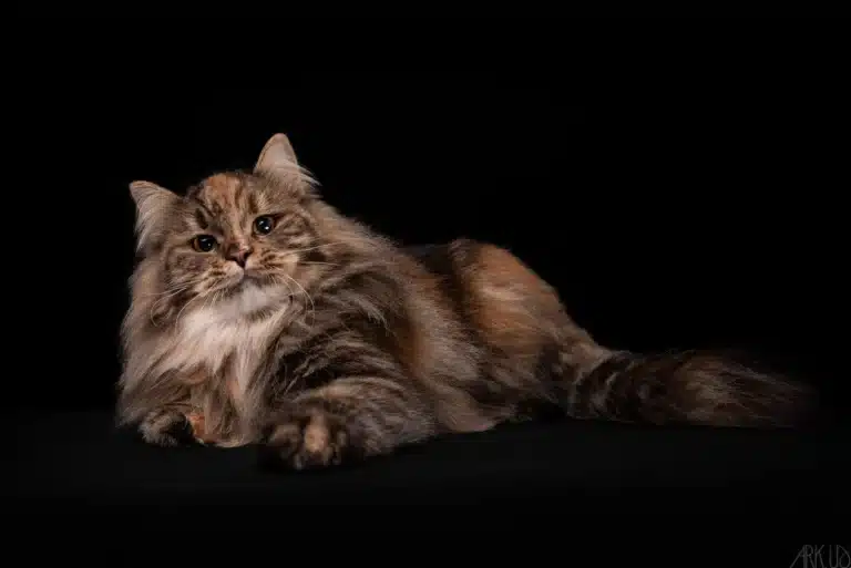 siberien brown tortie