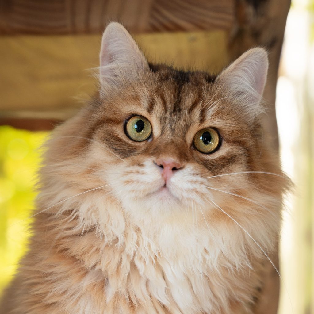 siberian cat brown sunshine spotted tabby