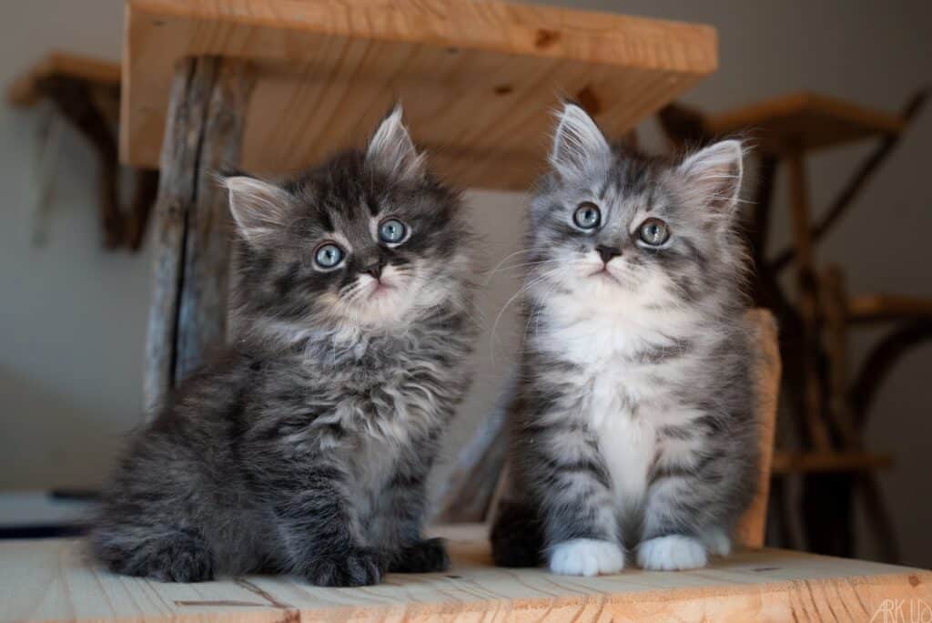 chatons sibériens