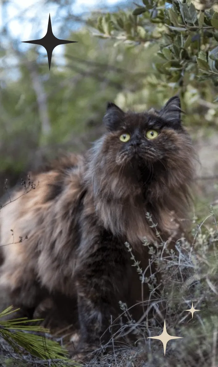 Chat sibérien La Grande Étoile