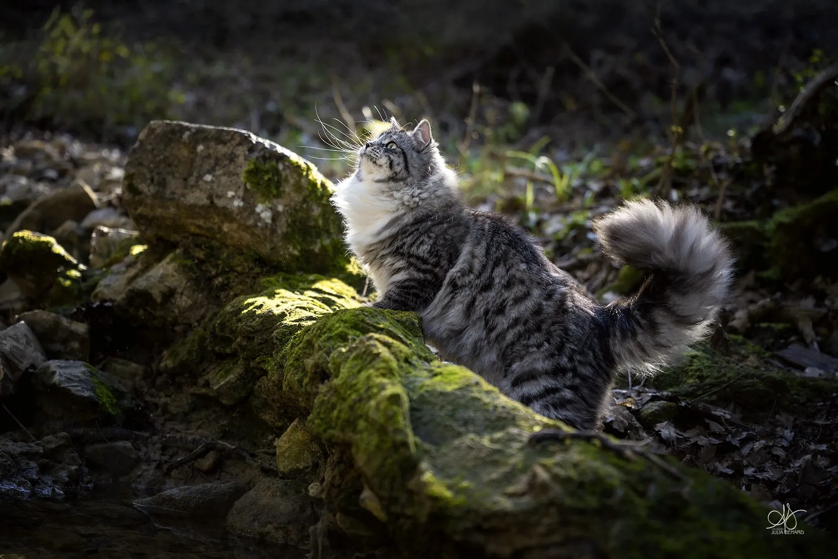Valhalla – Chat sibérien black silver mackerel tabby La Grande Étoile